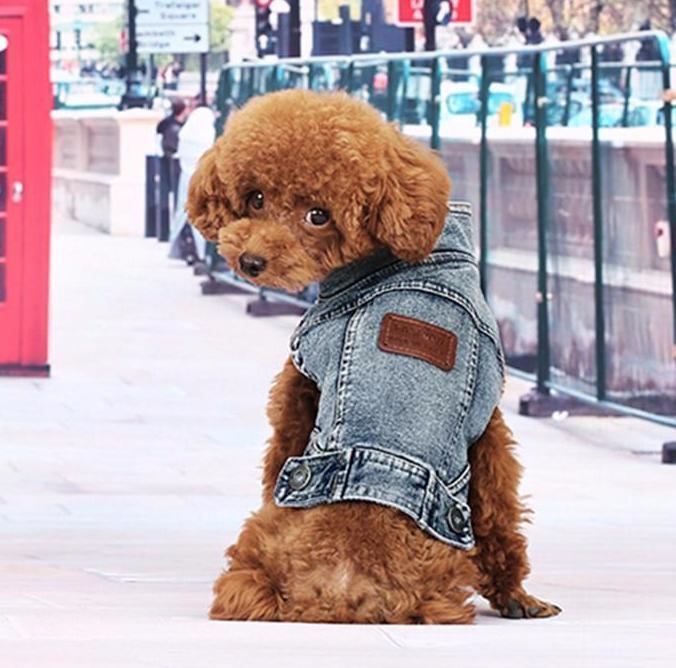 Blå Jean Sommer Denim Hundeklær