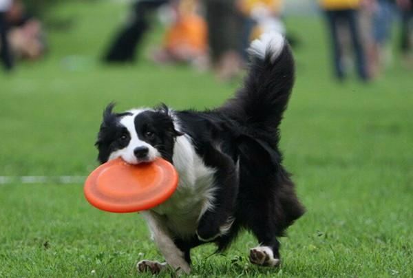 Hundefrisbee Som Er Tåkebestandig