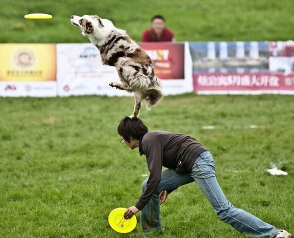 Hundefrisbee Som Er Tåkebestandig