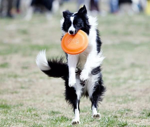 Hundefrisbee Som Er Tåkebestandig