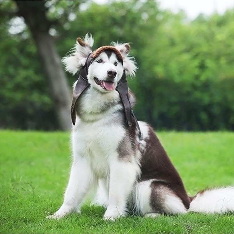 Pet Canvas Cap